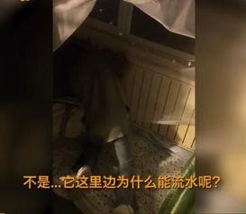 男男女北在线视频,揭秘网络视频世界的多元魅力