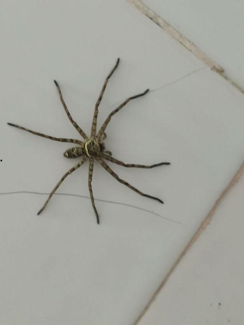 蜘蛛窝在线视频