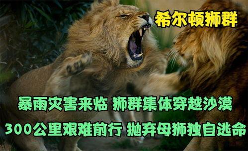 沙漠雄狮在线视频,探寻荒野传奇的壮丽征程