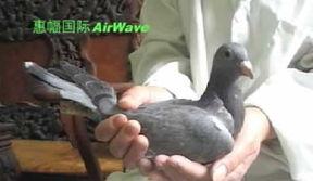 鸽血在线视频,探寻神秘生物的奥秘